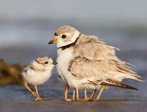 A bird looks like it has nine legs as its chicks hide behind it